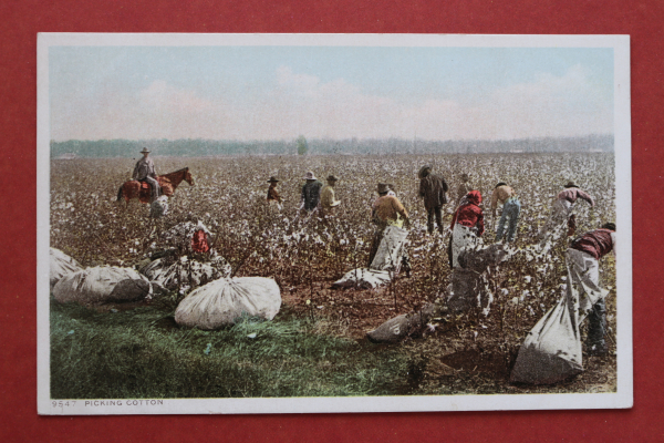 Ansichtskarte AK Picking Cotton Südstaaten 1900 Arbeiter Aufseher Baumwolle pflücken USA Amerika Vereinigte Staaten